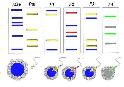 que podem ser encontradas no DNA de células