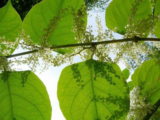 O Mundo não se fez para pensarmos nele (Pensar é estar doente dos olhos) Mas para olharmos para ele e estarmos de acordo... Eu não tenho filosofia: tenho sentidos.