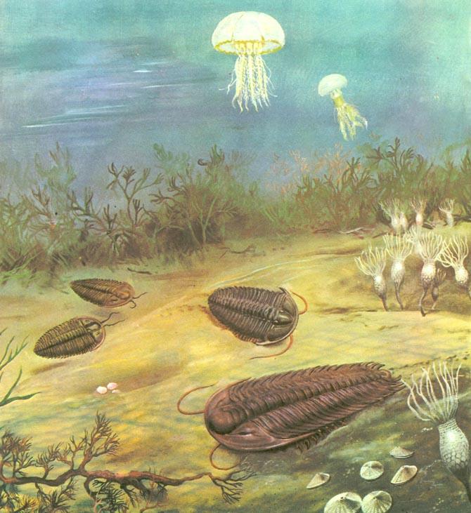 O Cambriano: a Idade dos