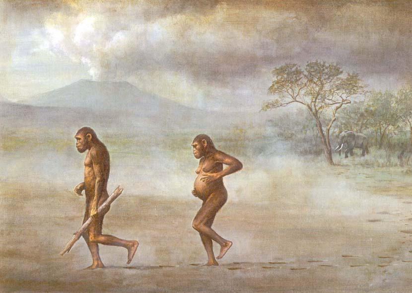 O Terciário: surgem os hominídeos