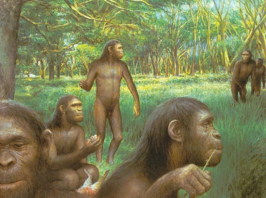 Homo habilis: surgem os hominídeos.