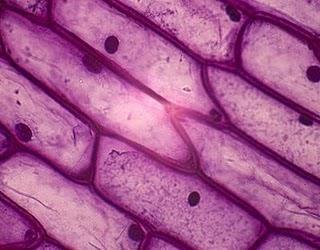 As laminas prontas e aprovadas pelo professor devem ser observadas no microscópio, ajustar o foco e observar nas diferentes objetivas.