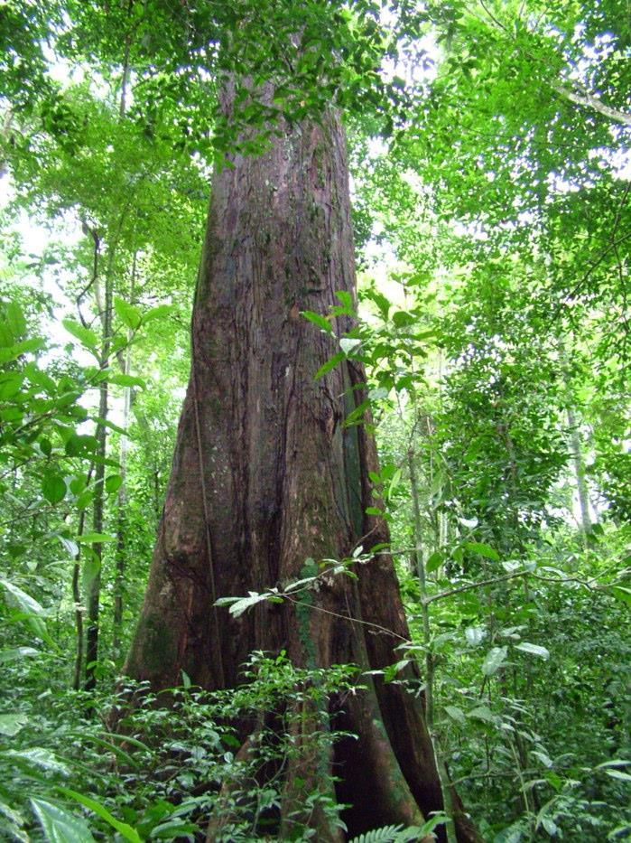 pobreza que exerça atividades de conservação dos recursos naturais no meio rural; Incentivar a participação de