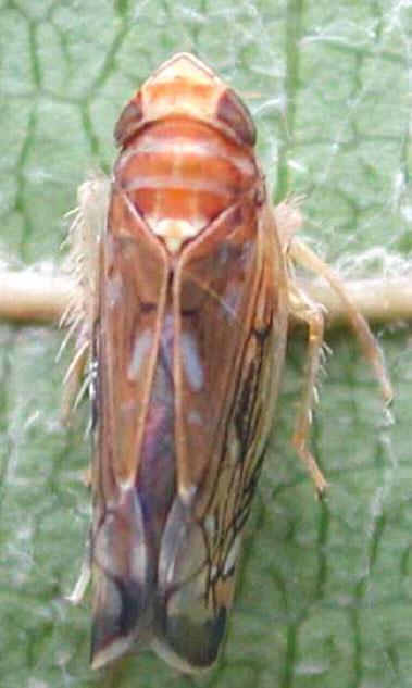 Insecto vector da FD Scaphoideus titanus Família: Cicadellidae Cigarrinha-verde Origem:
