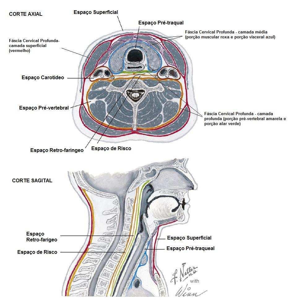 Figura 2.1 - Espaços fasciais do pescoço (modificado de Osborn TM, Assael LA, Bell B.
