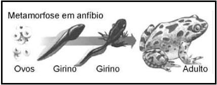 d) MARQUE, no cladograma, os ancestrais mais recentes entre Ciências I) Espécie B e Phyllobates terribilis (faça um círculo com caneta vermelha).