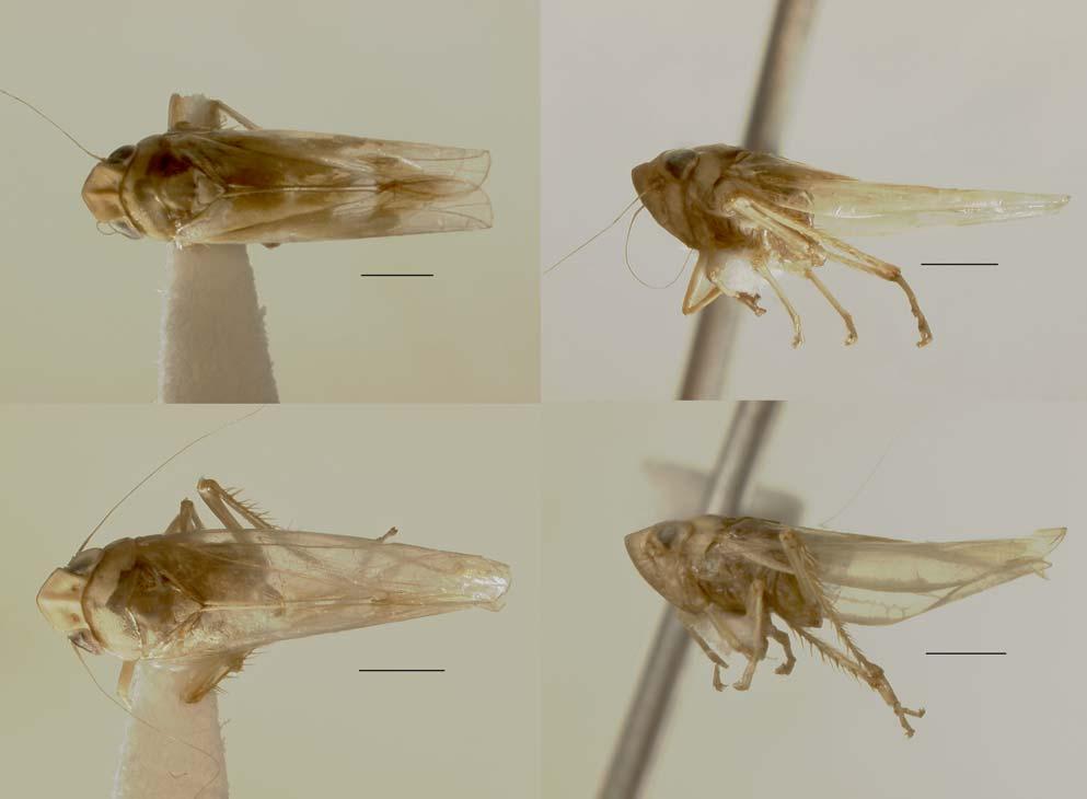 299 26 27 28 29 Figs. 26-29. Holótipos machos, vistas dorsal e lateral: 26-27, Coronalidia pictapennis sp. nov.; 28-29, Coronalidia sagittata sp. nov. Escalas = 1,0 mm. Medidas (mm).
