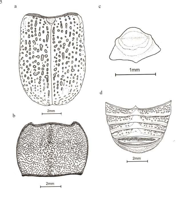 . Figura 5. Metaphileurus sp n.1.