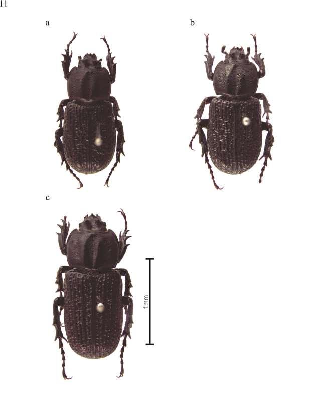 Figura 11. Metaphileurus spp.