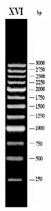 Exemplo dos resultados do PCR para detecção dos genes transferidos para rebentos de tabaco Produtos de amplificação de rebentos de