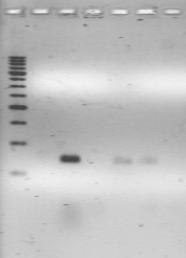 poço 1: marcador molecular, graduado em fracções de 250 bp poço 2: controlo negativo dos iniciadores para o gene gus poço 3: