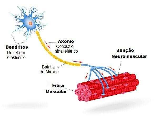 Neurônios Sensoriais: recebem os estímulos recebidos de fora do corpo e produzidos internamente e os transmitem ao Sistema Nervoso Central (SNC); Neurônios Motores: recebem as informações do SNC e as