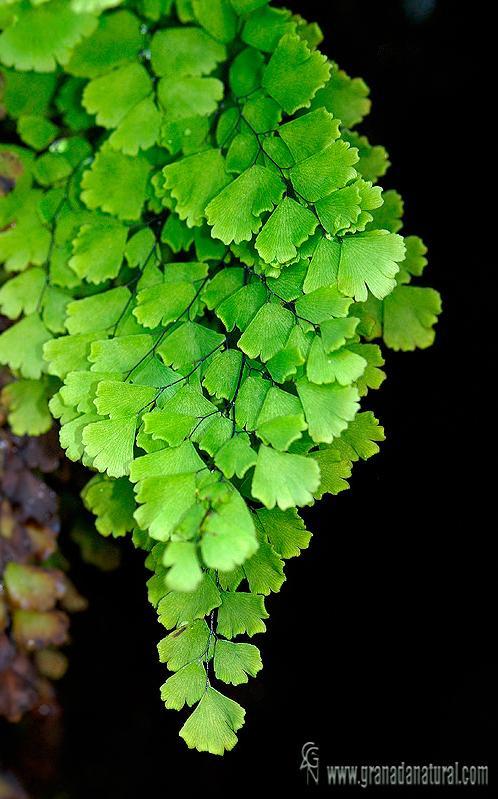 Pterophyta s Esporófitos com porte herbáceo, caule subterrâneo ou aéreo; -Folhas