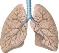 Sintomas respiratórios agudo (PAL questionário) Negativo TB Investigar para doenças respiratórias outras &