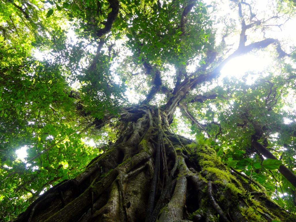 MODELAGEM FLORESTAL Máquinas e