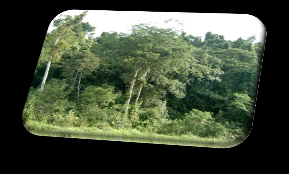 AVANÇOS NOS ECOSSISTEMAS HUMANOS RESERVAS BIOLÓGICAS Áreas destinadas a proteção e conservação de espécies raras e à pesquisa cientifica Na Paraíba existe a Reserva Biológica Guariba criada em 1990,