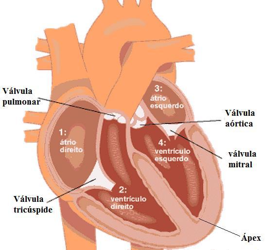 cardíacos mais importantes é a capacidade de sangue que possui o VE, o Volume Ventricular Esquerdo (VVE), que está diretamente ligado ao diagnóstico de hipertensão arterial, insuficiência cardíaca