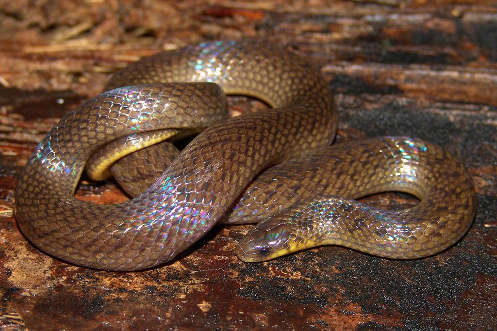170 D. Loebmann et al. The genus Atractus currently comprises about 100 species of semi-fossorial or fossorial snakes (Fernandes et al., 2000; Passos et al.
