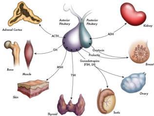 Sistema Endócrino As principais glândulas endócrinas humanas são: a hipófise, a glândula tireóidea, o pâncreas, as glândulas suprarrenais (ou