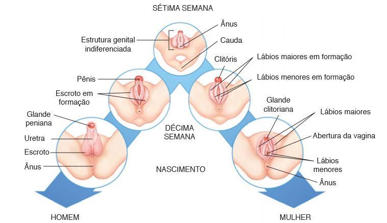 Sistema Compreende o conjunto de órgãos com função reprodutora, sendo diferente entre homens e