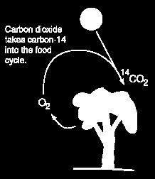 10-12 21 Os raios cósmicos criam um relógio natural Os seres vivos absorvem carbono ( 14 C e 12 C) atmosférico continuamente.