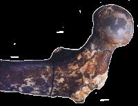 Orrorin tugenensis Fósseis encontrados no Quênia (6 M. A.).