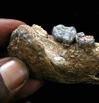 Ardipithecus ramidus Foi desenterrado primeiramente em Aramis (Etiópia) no ano de 1994. Possuía a capacidade craniana de 410 cm³. O aspecto de um metatarso encontrado sugere o bipedalismo.