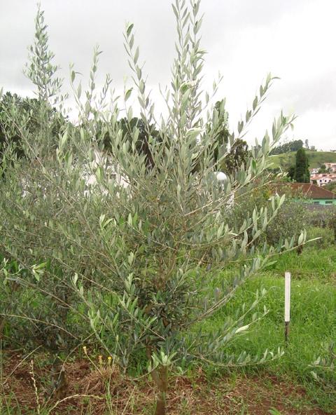 O jardim clonal assegura a coleta de ramos propagativos com alto vigor vegetativo durante todo o ano, favorecendo o enraizamento das estacas (CABALLERO, 1981).