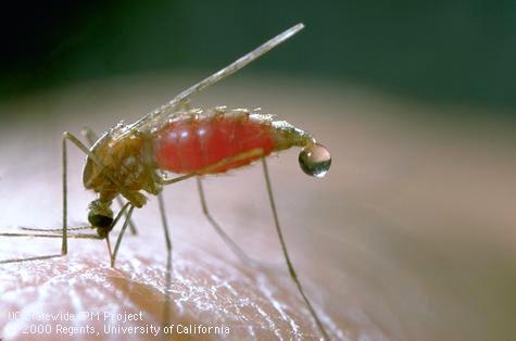 Transmissão: picada da fêmea contaminada do mosquito do