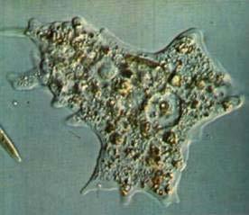 Rhizopoda Se locomovem e obtêm alimento através