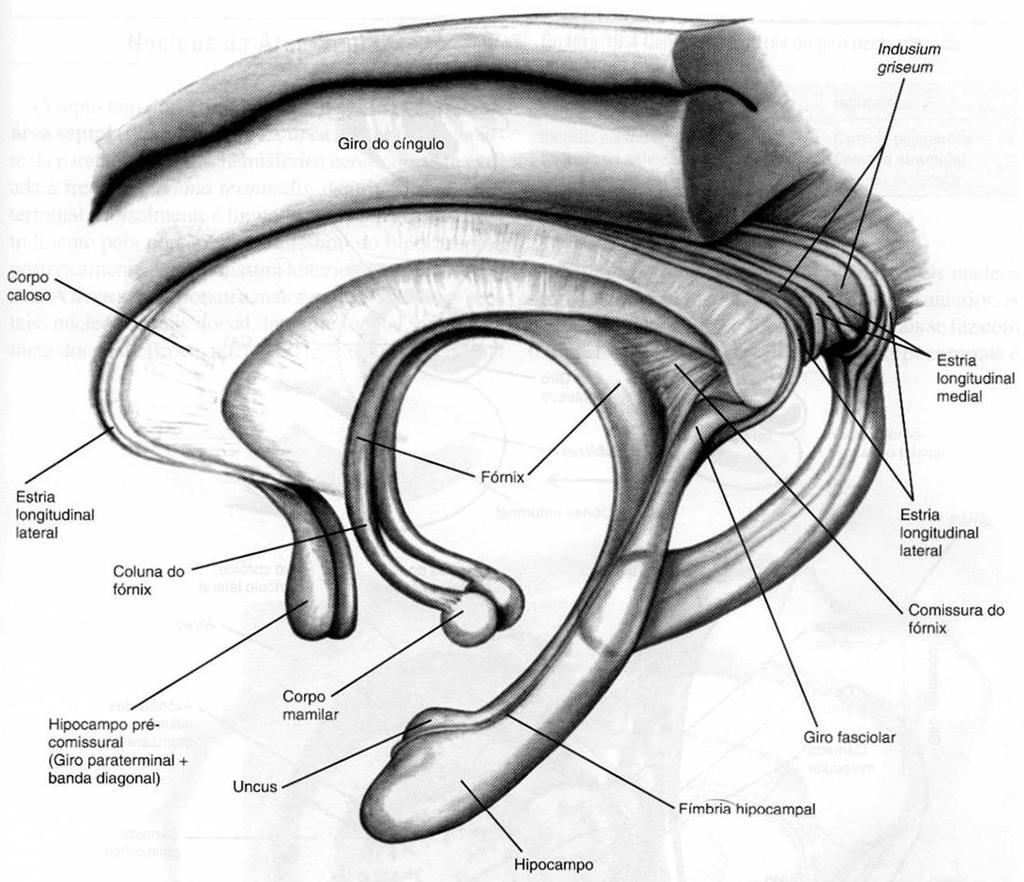 Hipocampo e algumas