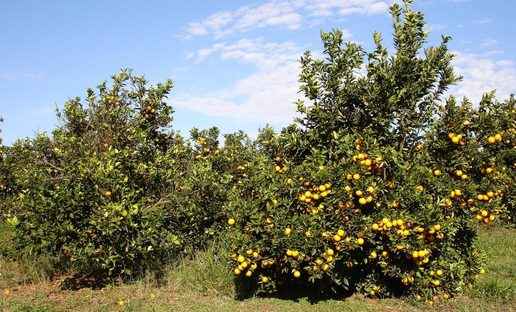 Progresso da produção relativa das plantas doentes Colheita individual 30