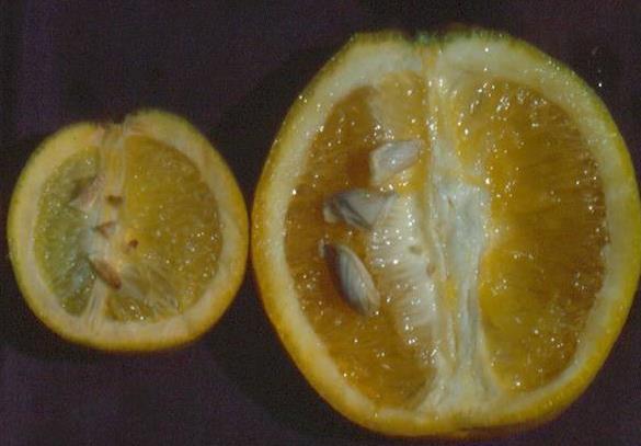 Danos na qualidade da fruta de laranja Frutos de ramos sem sintomas quase não se diferenciam de frutos de plantas sadias Frutos de ramos com sintomas apresentam: Sadio Doente