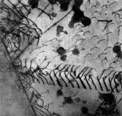 6 Figura 3.2 - Fotomicrografia, por microscopia eletrônica de transmissão, de um empilhamento de deslocações no contorno de grão (4).