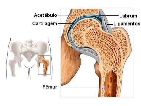 17 Ílio Ísquio Sacro Púbis Figura 1: Representação anatômica da articulação coxofemoral (modificado) Fonte: BUSATO (2014) Existe uma estrutura que aumenta a estabilidade articular entre o osso do