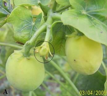 Tabela 1 - Quantidade de inflorescência emitidas por plantas de pinhão manso entre os meses de fevereiro e julho de 2009. Campina Grande-PB, 2009.