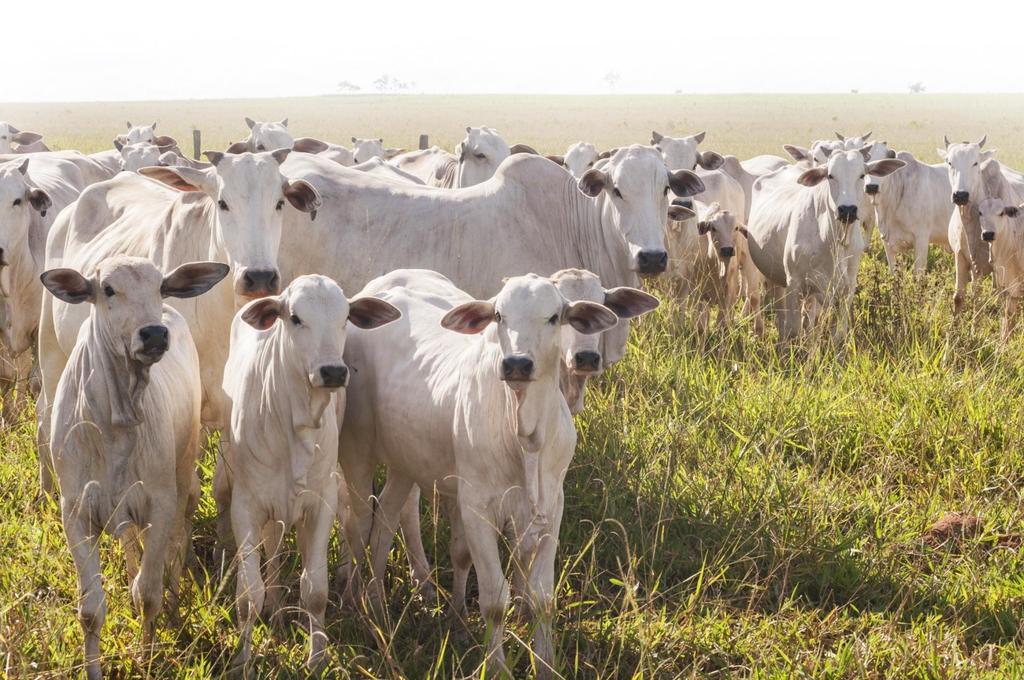 880,00 Figura 8 - Margem bruta na reposição em Mato Grosso do Sul 870,00 860,00 850,00 840,00 830,00 820,00 810,00