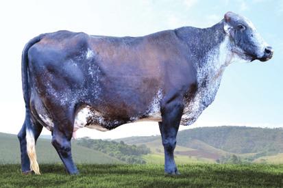 MILK GIROLANDO J.E.L. RANCHO GRAN SUPERSIRE TE 3/4 Tem linhagem com pedigree de touros com provas muito consistentes em produção de leite e inserção do sistema mamário Curiosa, sua mãe, produziu 10.