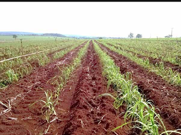 VARIEDADE CONVENCIONAL Quirinópolis Goiás Cana Planta 45 DAP 11 Muda com 40% I.I 28 gemas/m Muda com 0% I.