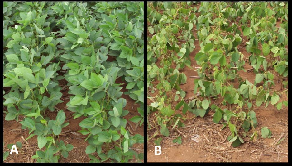 Tabela 2. Altura de plantas, altura de inserção da primeira vagem, população inicial e final da cultura da soja em função dos tratamentos testados. Fundação Rio Verde, 2017.