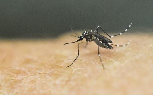 DISTRITO FEDERAL DF teve 417 casos prováveis de dengue desde janeiro deste ano O Distrito Federal registrou 417 casos prováveis de dengue, doença