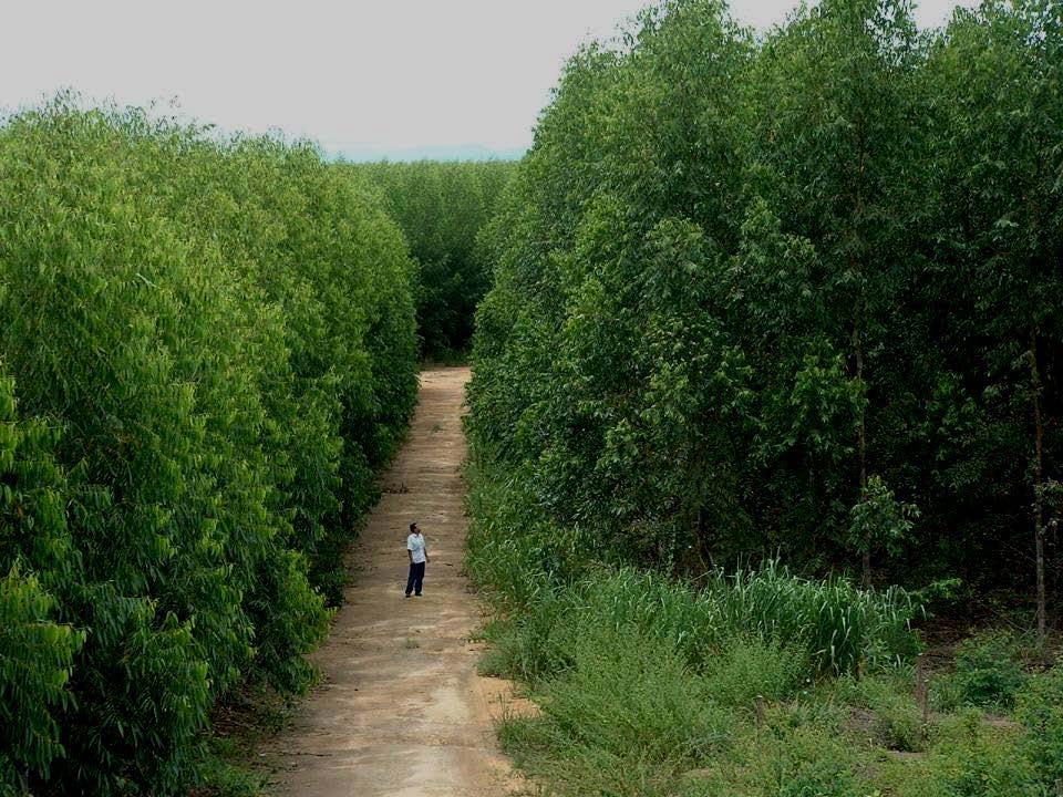 Novos ganhos em produtividade são esperados com o MELHORAMENTO