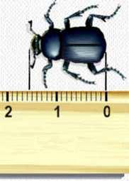 Algarismos Significativos e Incerteza Nessa medida, o comprimento do besouro é melhor expresso em termos de algarismos significativos como sendo: a)