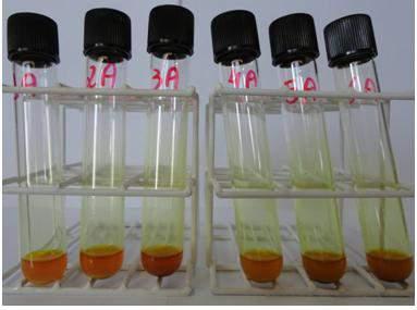 Figura 5. 12: Análise qualitativa de basicidade usando indicador amarelo dimetil das amostras KF-Argila 1, KF-Argila 2, KF-Argila 3, Argila 1, Argila 2 e Argila 3.