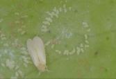 Cochonilha algodão (Planococcus citri) A cochonilha algodão (Fig.