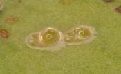 5 - Jovens larvas de mosquinha branca ainda com pouca melada.