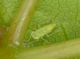 adultos/larvas e 8 % de folhas ocupadas (posturas e larvas dos primeiros instares).