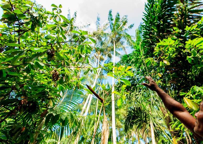 SOMOS A FLORESTA S inônimo de vida, a floresta alimenta os seres, oxigena os pulmões, oferece o sustento e a moradia. Somos parte dela. Vivemos dela. Dependemos dela.