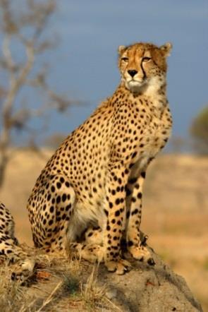 7. O guepardo, felino nativo das savanas da África, é o animal terrestre mais veloz do planeta.