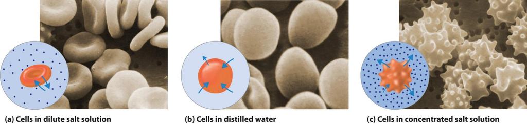 O fluxo líquido de água através da membrana é responsável pela alteração do volume cellular.